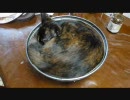 ねこザル