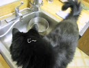 しゃべるねこ、しおちゃんが【料理の勉強】