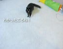 しゃべるねこ、しおちゃんの「わかったころね！」