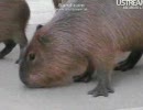 2010年10月11日　カピバラpart4   ユースト生放送
