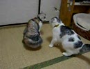【猫】先輩猫に尻を乗せる攻撃