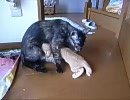 けしからん子ネコたちを保護してしまった【その10】2010.09.05(生後39日目)