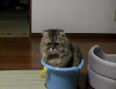 バケツに入った猫。