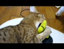 フィバにゃん(水城家)①