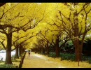 Autumn Leaves - Frank Morgan