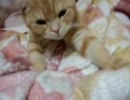 おねむにゃんこ
