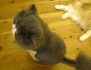 福岡の猫カフェ「猫カフェ　Ｃｌａssic」　１０／１５