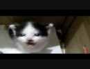子猫を保護してみた-4