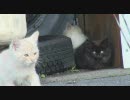 猫になったつもりで撮影　【大体ネコ視点】