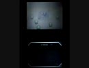 【第029回】ポケモンホワイトを実況プレイ【砂漠の遺跡】
