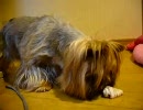 異常に貝を怖がる犬