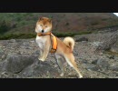 那須岳の紅葉と柴犬ジロー　