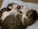 すこちび成長記！　其の壱