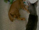 けしからん子ネコたち【その20】これは渡さん( `Д′) 2010.10.16(生後80日目)