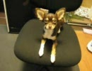 テスト犬