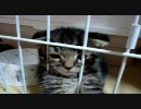我が家に猫がやってきた part2