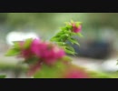 Yashica ML 50mm F1.7