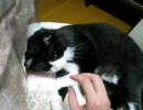 テスト動画