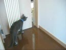 待ち伏せにゃ〜！な猫