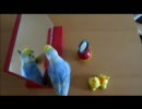 【セキセイインコ】ウチのチコリン【家族自慢】