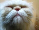 福岡の猫カフェ「猫カフェ　Ｃｌａssic」　１０／２３
