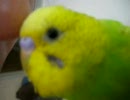 みみすけ　もうすぐ5ヶ月　　粟を掴む
