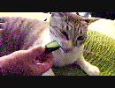 猫にきゅうりを与えてみた