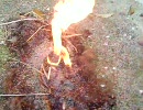 タヌキに群がったウジ虫を焼いてみたｗｗ