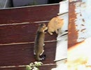 猫の喧嘩
