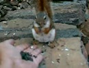 種を食べる可愛いリス