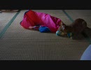 つむぎのマイブーム
