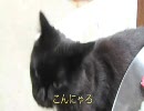 しゃべるねこ、しおちゃんの「こんにゃろ、ばかやろう、もふらん！」