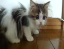 アンバー通信Vol.0000　探検する猫