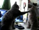 ハイタッチが上手な猫たち