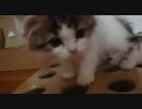 アンバー通信Vol.0001　穴にはまる猫