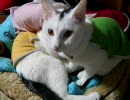 牛柄猫家族０９ ～冬季限定・４色団子始めました～