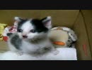 子猫を保護してみた-5