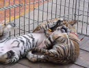 じゃれあうベィビータイガー