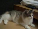 うちのぬこ3