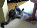 猫テスト