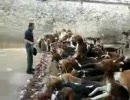 人、餌、犬、犬、犬、犬、犬、犬、犬、犬、犬、犬、犬、犬、犬、犬、犬