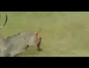 アフリカ人による狩猟動画