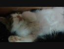 アンバー通信Vol.0003　死んだように眠る子猫