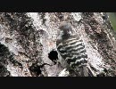 コゲラのドラミング