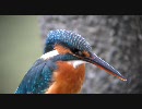 カワセミの怒アップ