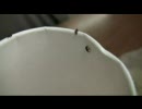 コクゾウムシ 2