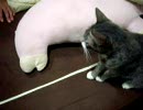 ぬこの戦い　