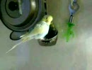 就寝前身だしなみ中セキセイインコ