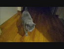 テスト投稿「家猫」