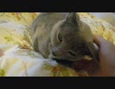 ちょっと猫とじゃれてみた/テスト②